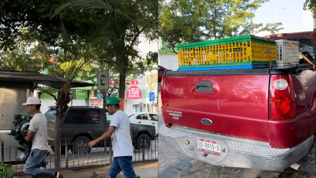 Robo de pichones en Culiacán