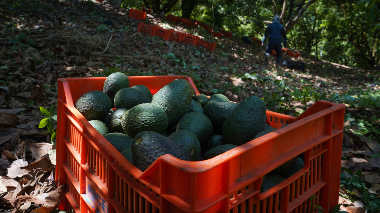 Aguacate Michoacan