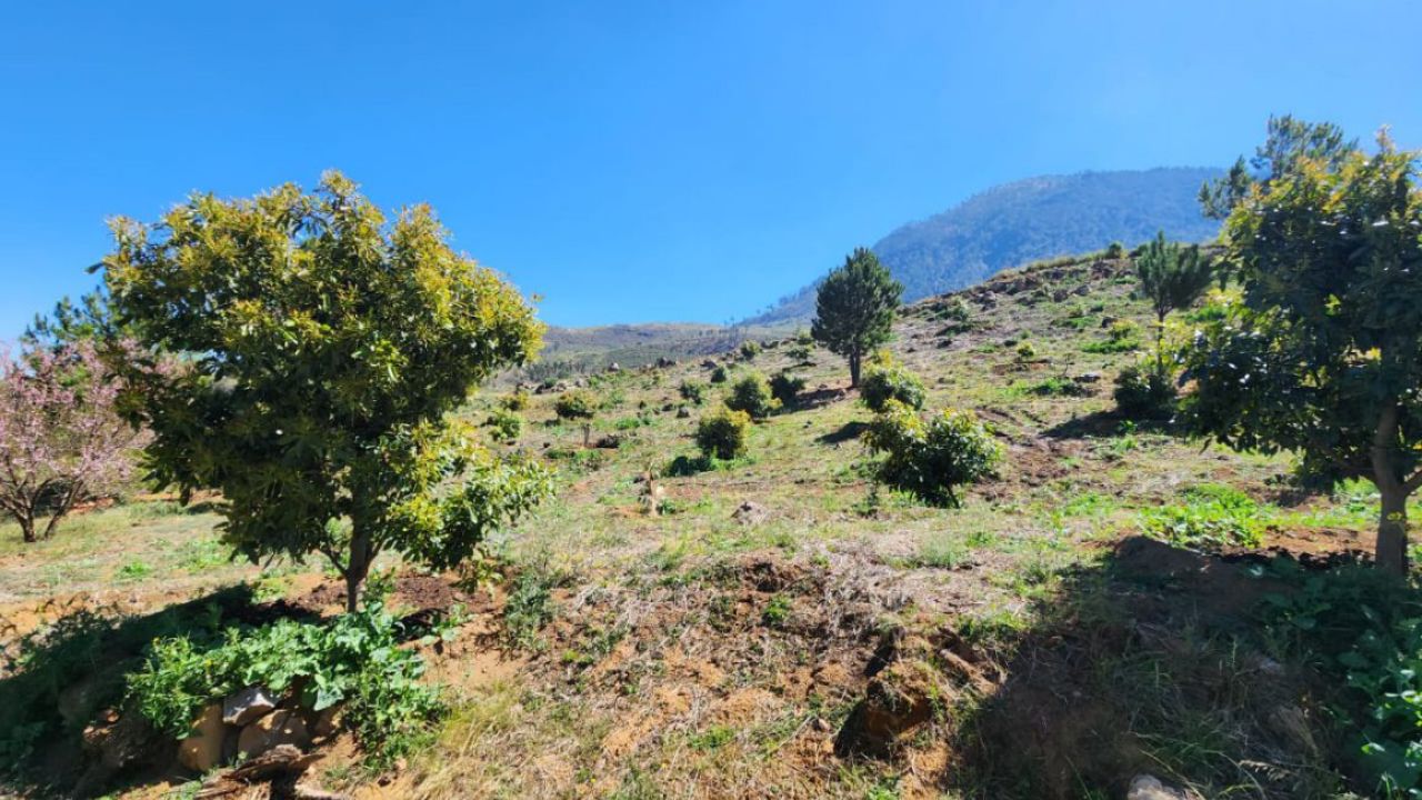 Michoacán. Culpan a productores de aguacate y frutillas por la crisis hídrica que deja la sobreexplotación.