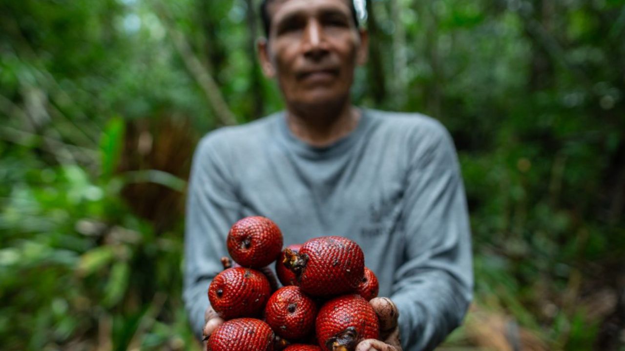 Grupo AJE y AJEMEX contribuyen a evitar la deforestación