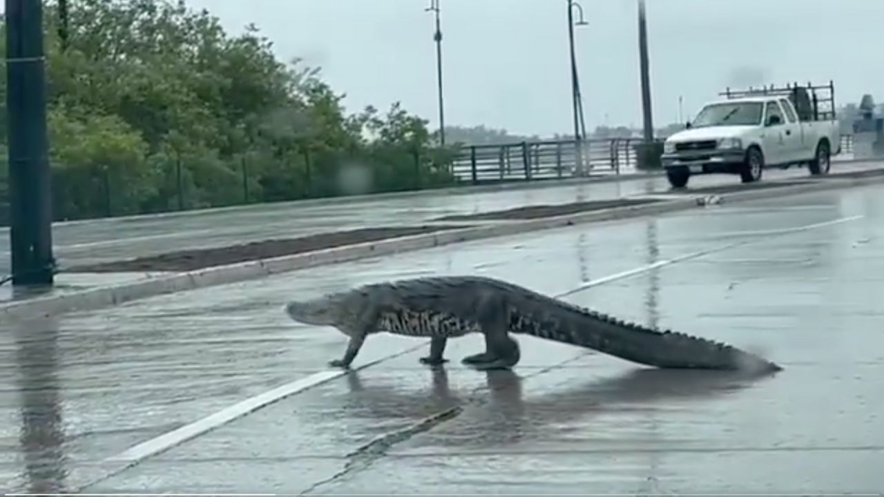 Cocodrilo sorprende a conductores en calles del municipio de Tampico en Tamaulipas