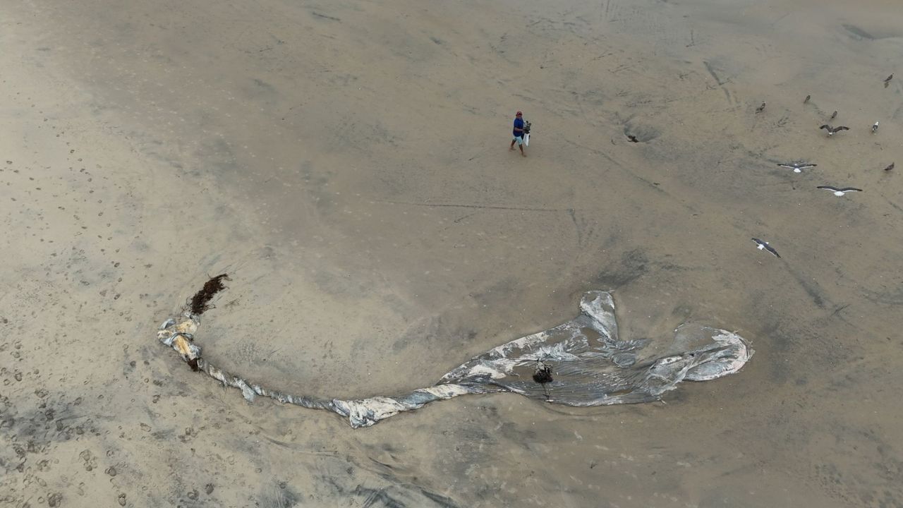 Ballena en playas de Tijuana