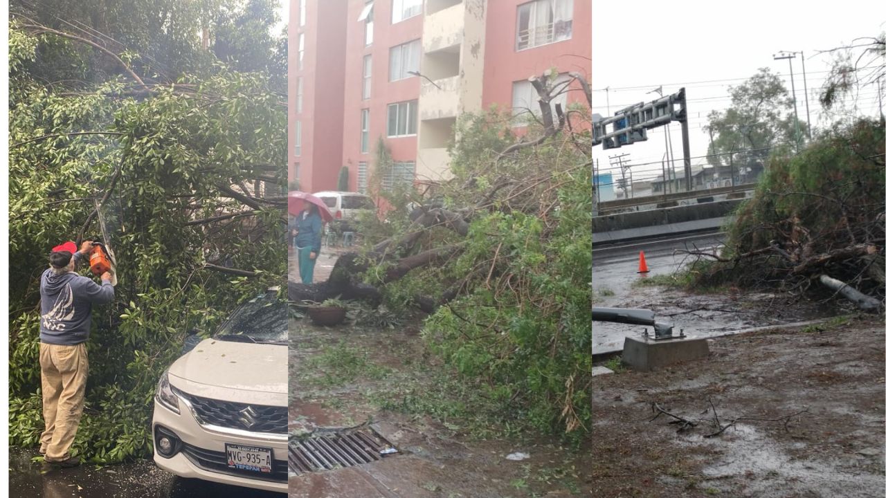 Caída de árboles en CDMX por lluvias.