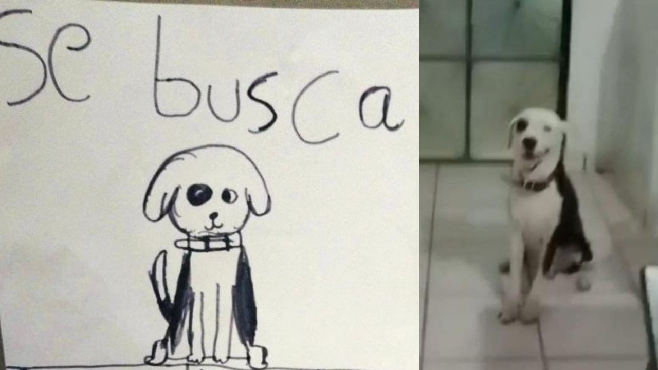 Encuentran al perrito “Pirata Morgan” tras el dibujo de una niña