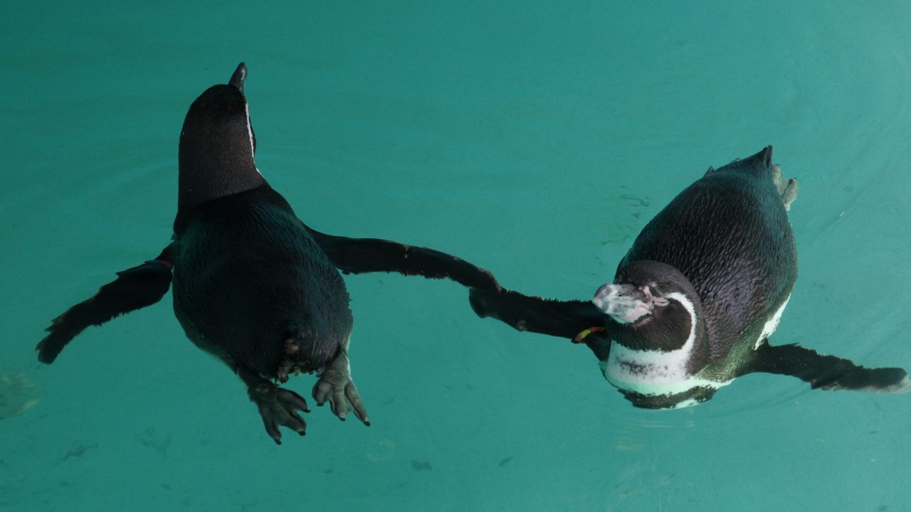 Novedad. Visitantes del zoológico próximamente podrán conocer a los cinco ejemplares de Humboldt, los cuales provienen de la ciudad de Nagoya, Japón, como parte de un acuerdo con la Ciudad de México.