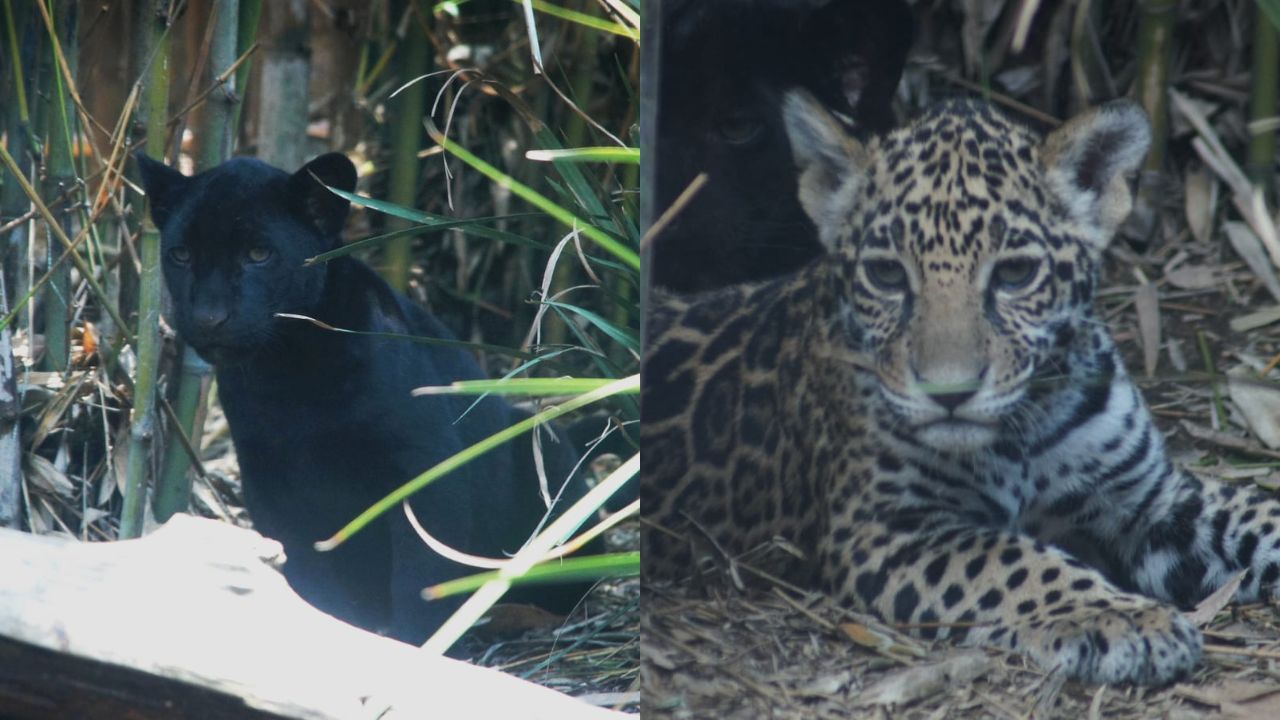 Invita Sedema a nombrar a cachorros de jaguar de Chapultepec