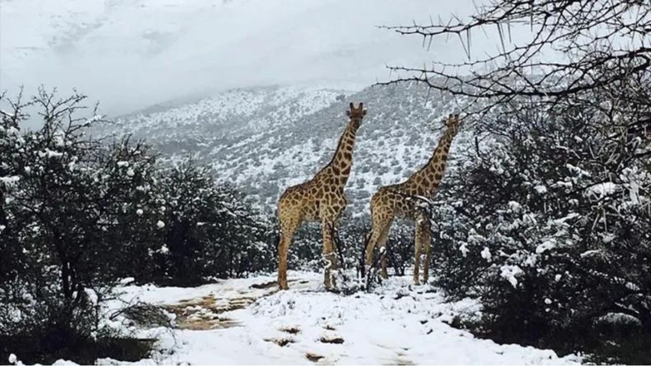 Sorprende caída de nieve en África