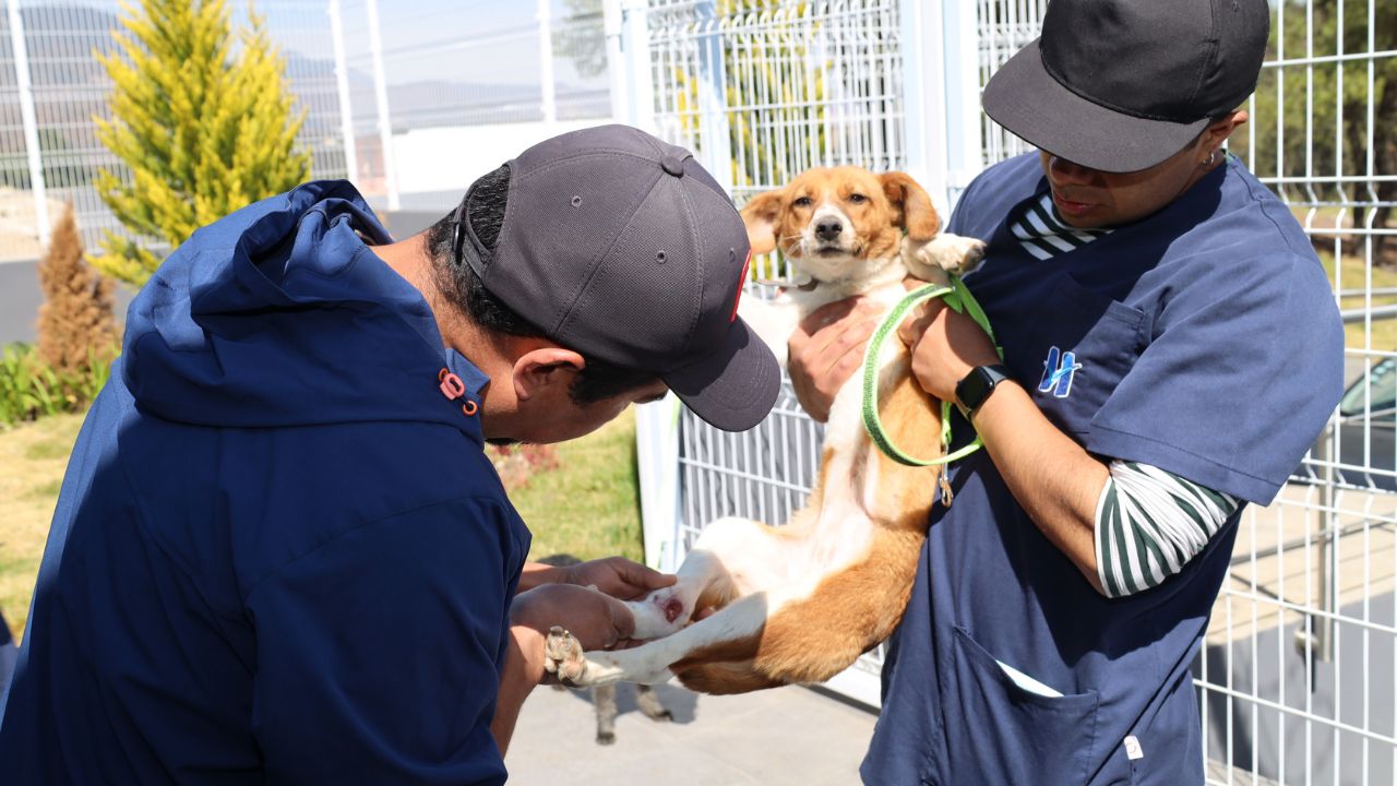 Huixquilucan cuida salud de perros y gatos con consultas gratuitas