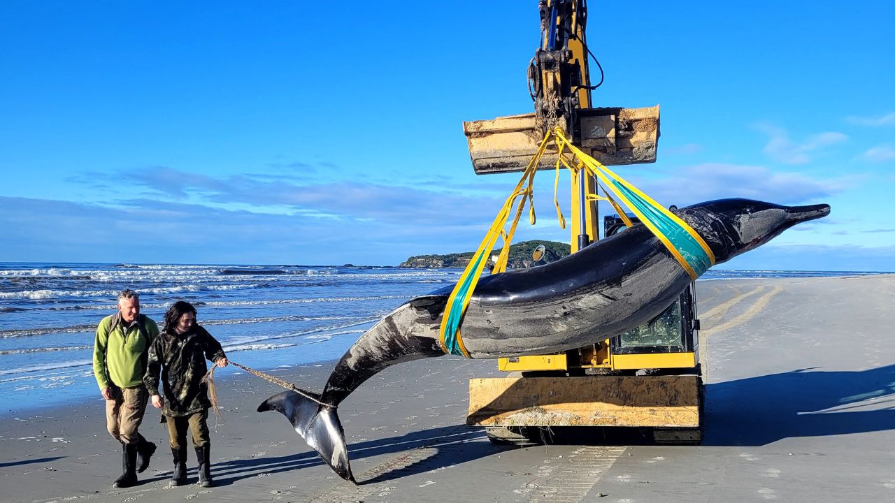 ENIGMA. El descubrimiento del ejemplar de la ballena picuda ofrece una oportunidad única para estudiar una de las especies marinas más esquivas.