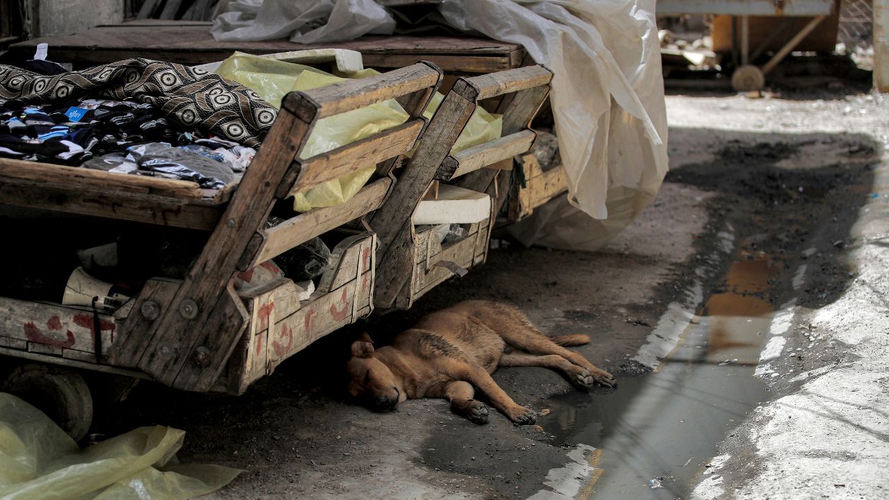 RECHAZO. La oposición de los grupos de defensa animal en Turquía sugiere una necesidad de alternativas más humanitarias y sostenibles.