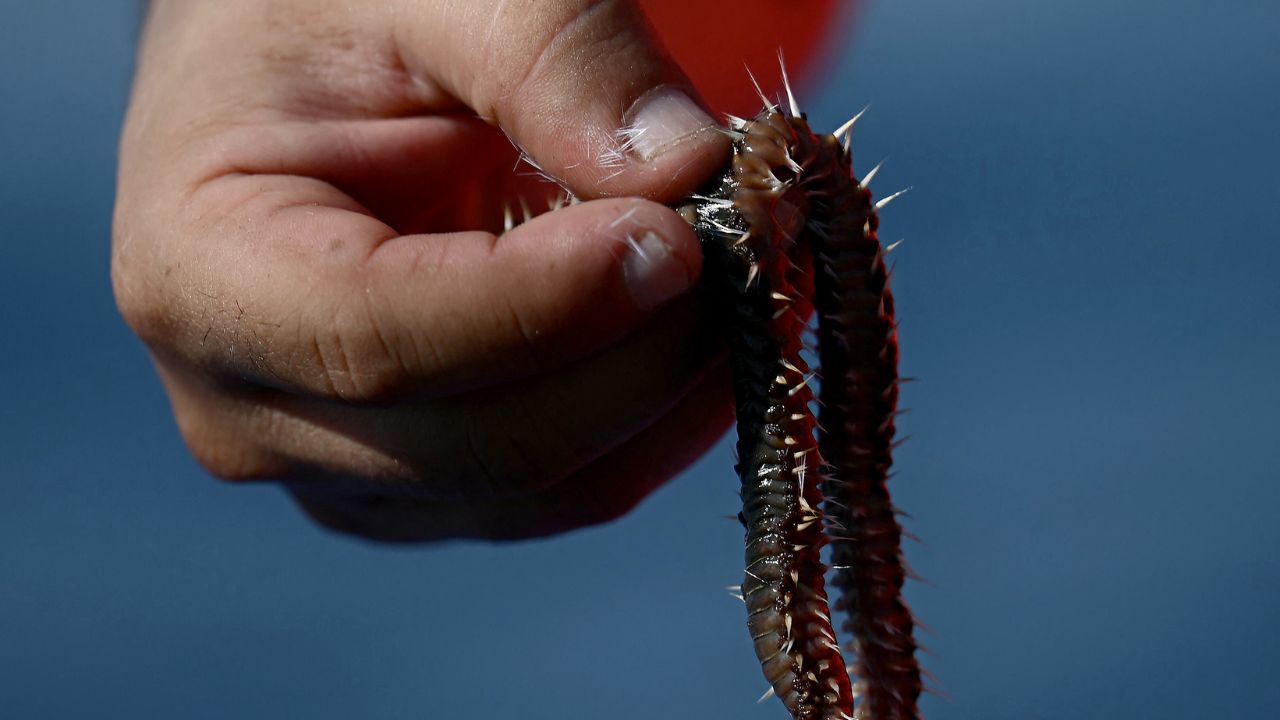 El aumento de la temperatura del agua por el cambio climático está favoreciendo la multiplicación de los gusanos de fuego en el Mediterráneo