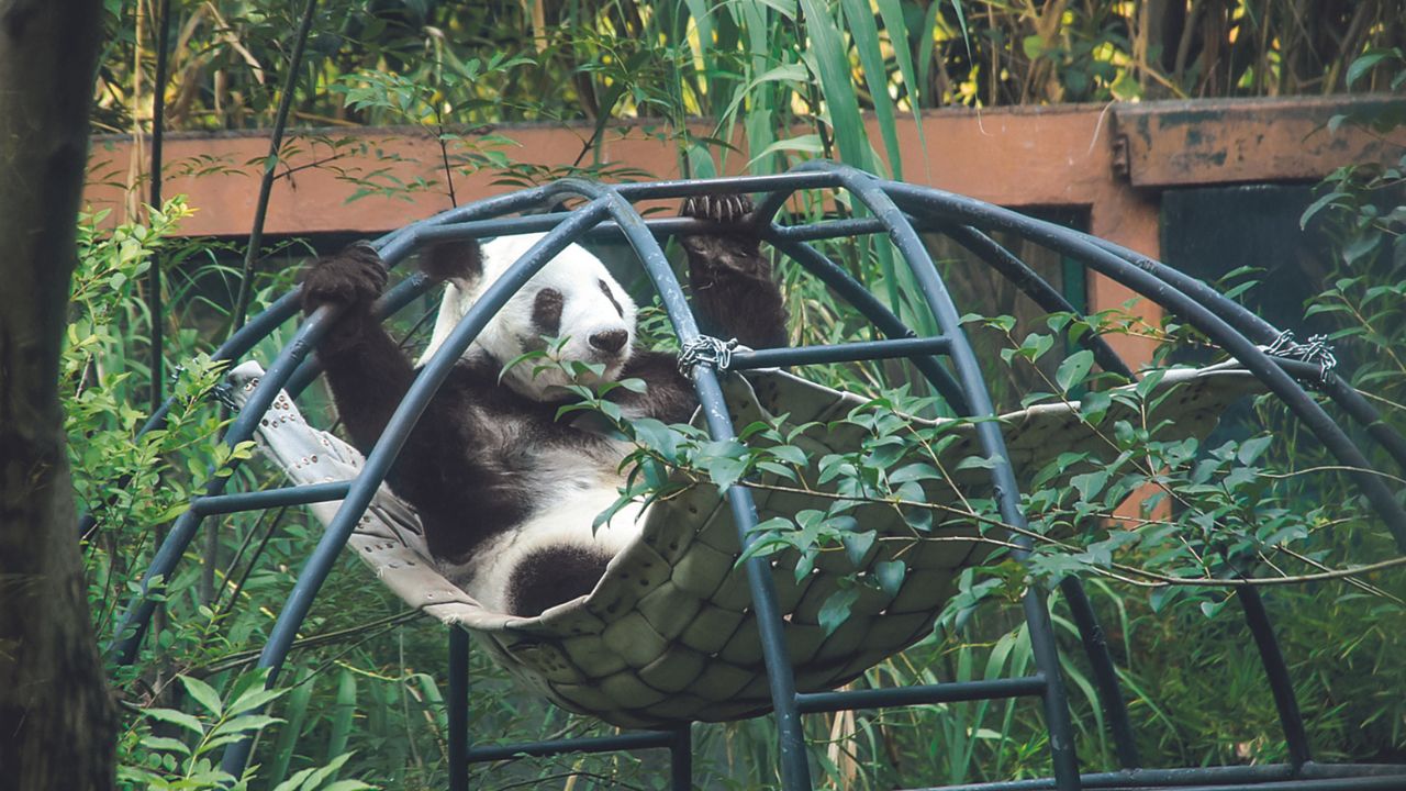 Longeva. La esperanza de vida promedio del panda gigante en vida silvestre es de 15 a 20 años; en los Zoológicos llegan a alcanzar los 30.