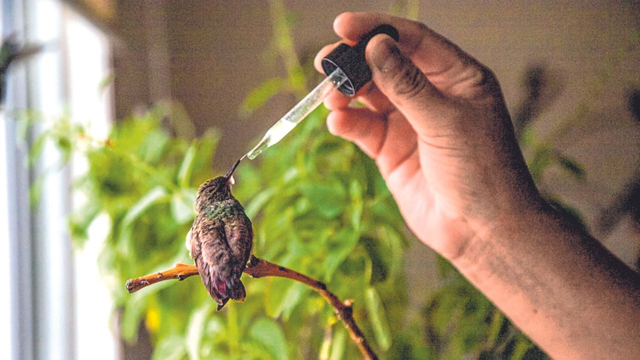 Altruismo. A lo largo de 12 años, Catia Lattouf se ha dedicado al cuidado y rehabilitación de colibríes rescatados para su rehabilitación, transformando su hogar en un hospital para estas bellas aves