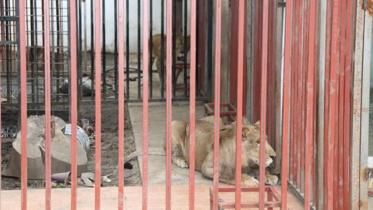 Felinos. El macho y hembra fueron resguardados por personal de la Profepa.