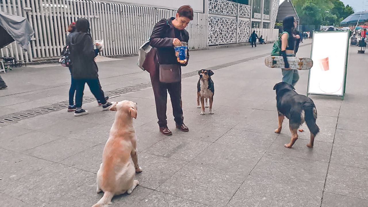 Mascotas. En la alcaldía Iztapalapa el Oso, el Güero, Rutilio y el Negro son conocidos y alimentados por los trabajAdores desde hace más de cinco años.