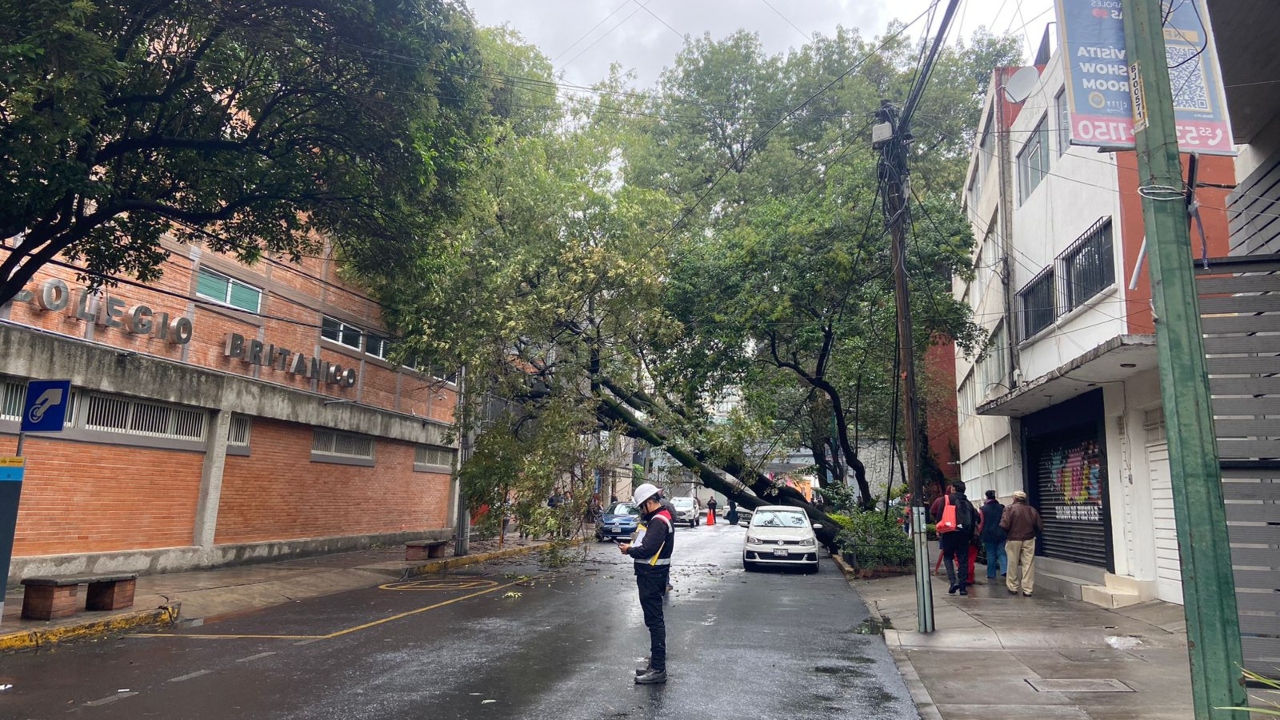 Foto: Cortesía/ Caida de árboles este lunes 1 de julio