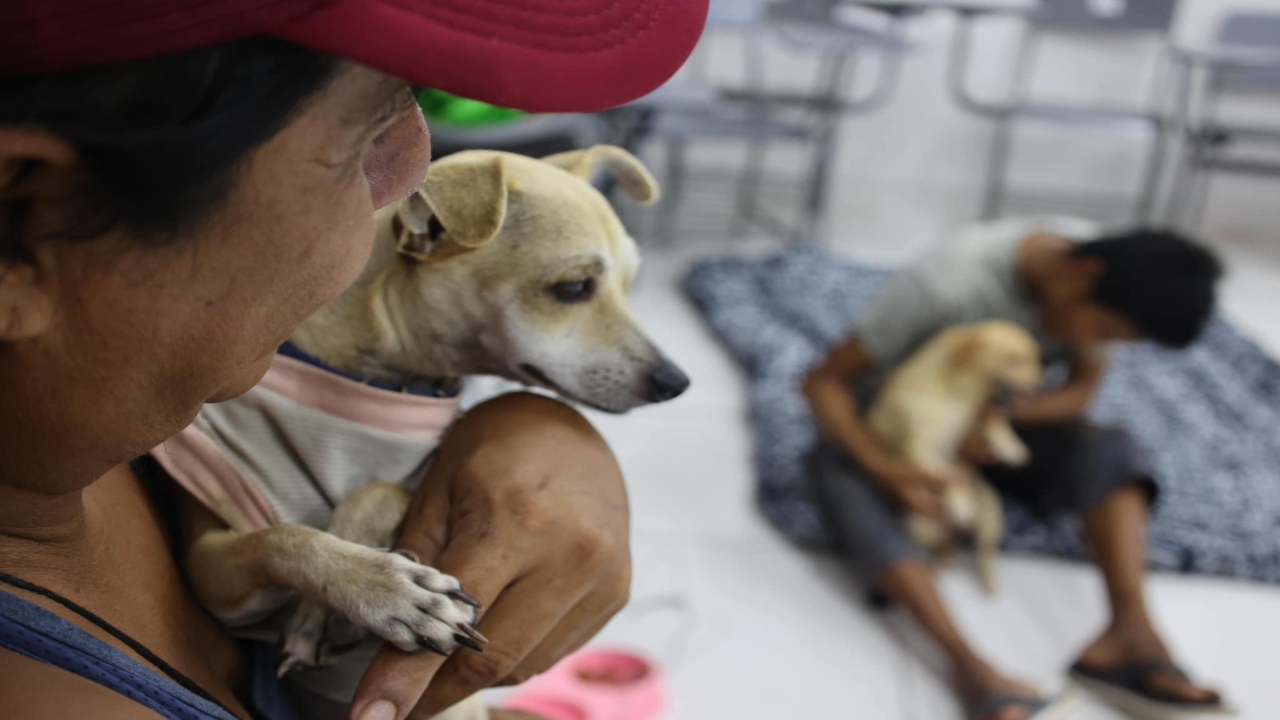 Foto: Especial/ Cookie y Dokie, los primeros perritos refugiados en Punta Allen.