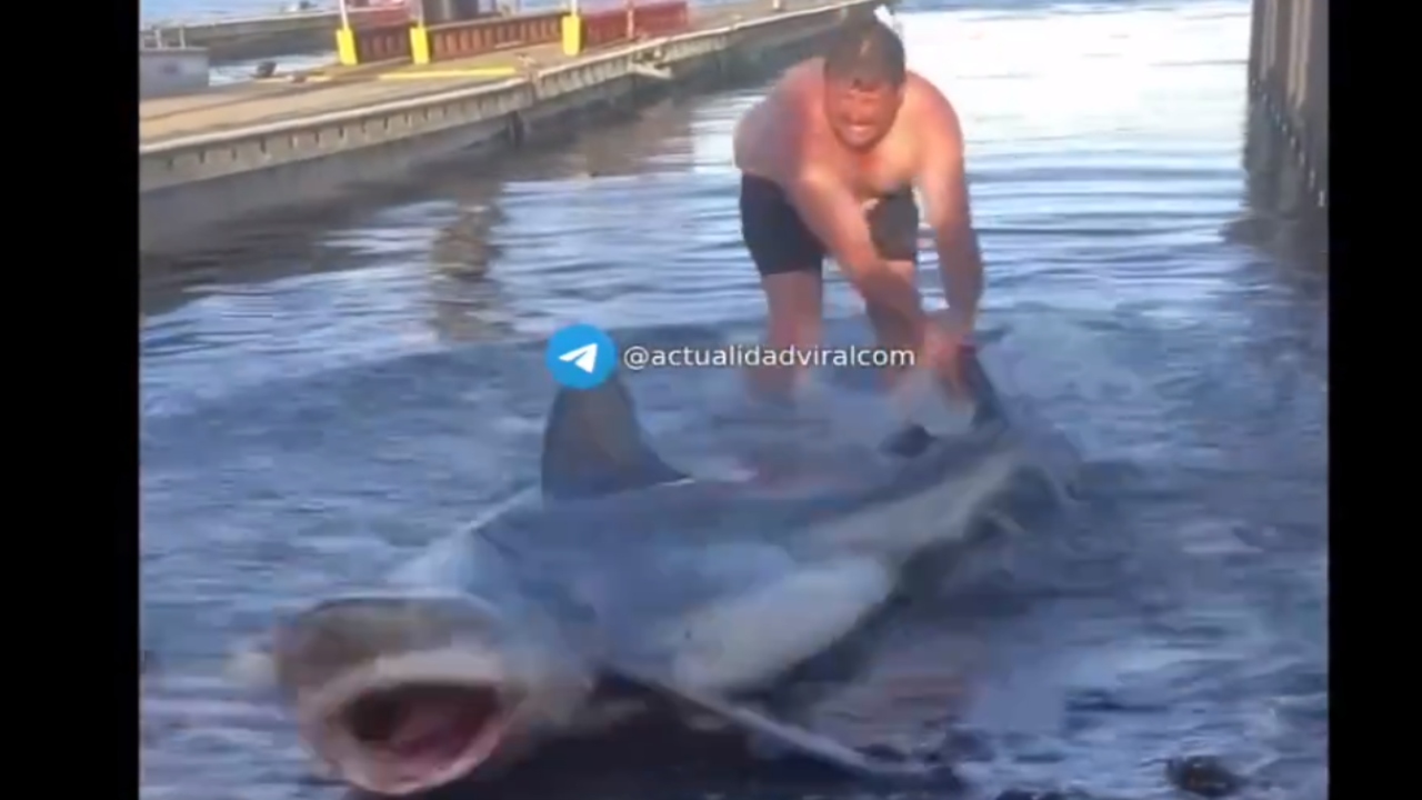 Foto: Captura de pantalla/ Hombre ayuda a tiburon a volver al mar