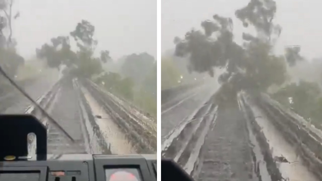 El servicio en la Línea 4 del Sistema de Transporte Colectivo (STC) Metro fue interrumpido de manera momentánea por la caída de un árbol