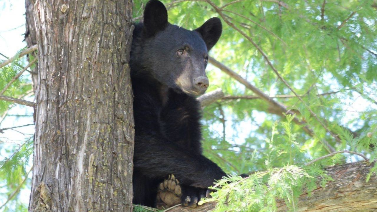 Protección Civil de Nuevo León alertó a los habitantes del estado ante los avistamientos de osos negros en zonas habitacionales del estado.