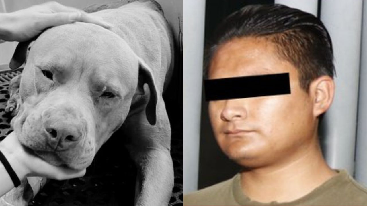 Caen presunto asesino de "Jefazo", perrito que fue macheteado en Hidalgo, por perseguir a un conejo