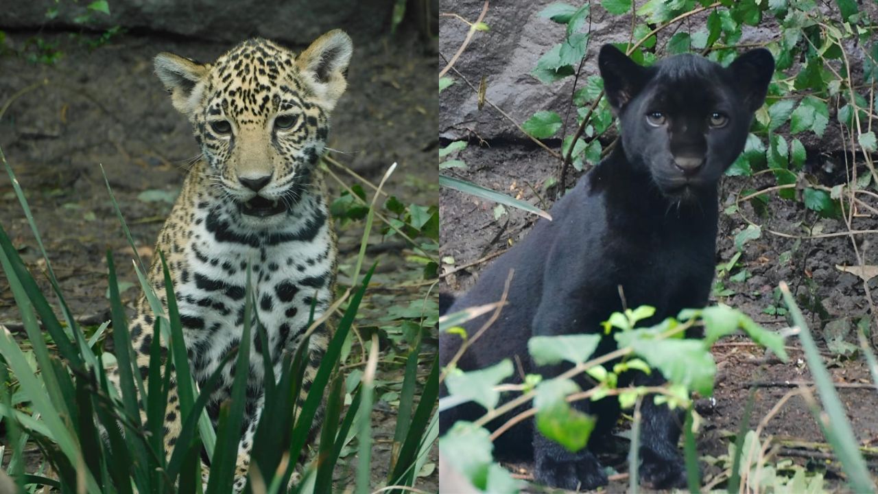 Cachorros de jaguar de Chapultepec ya tienen nombre