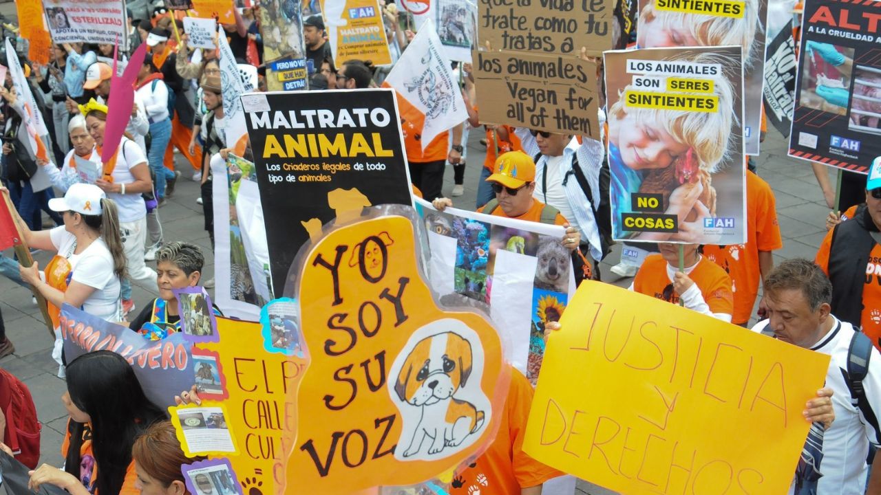 Avalan diputados que prohibición de maltrato animal quede en la Constitución