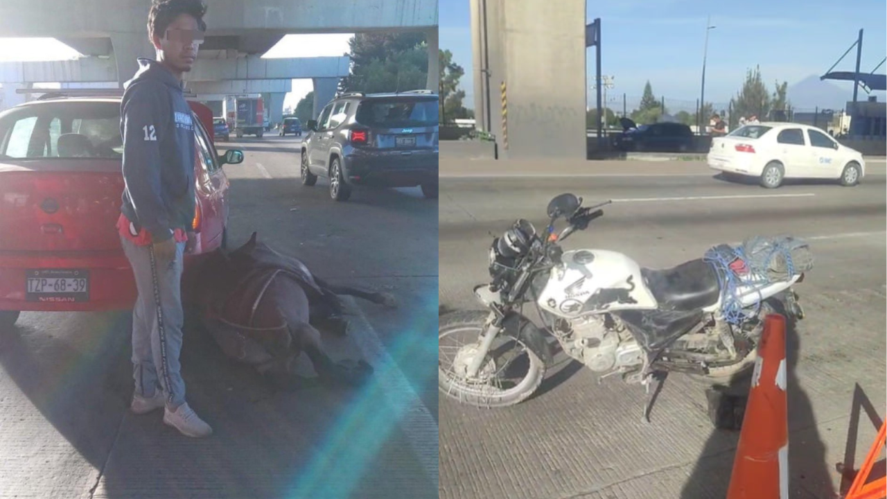 caballo en la autopista México-Puebla