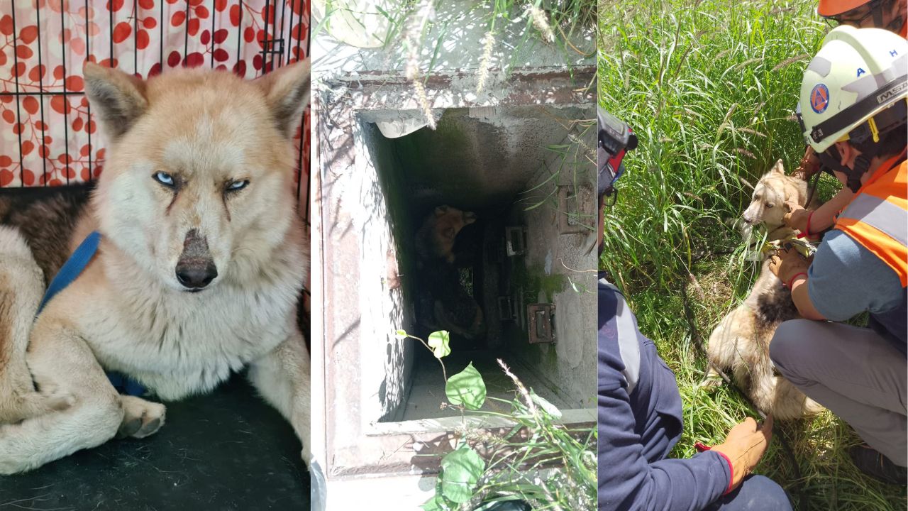 Perro es rescatado de registro de agua en Metro Múzquiz