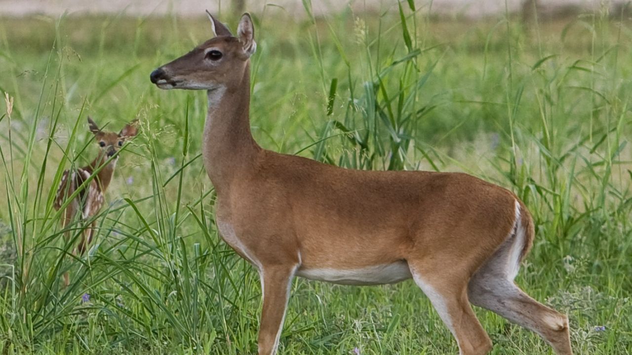 Captan a venado en la deriva de posibles depredadores en el municipio de Altamira, Tamaulipas. 