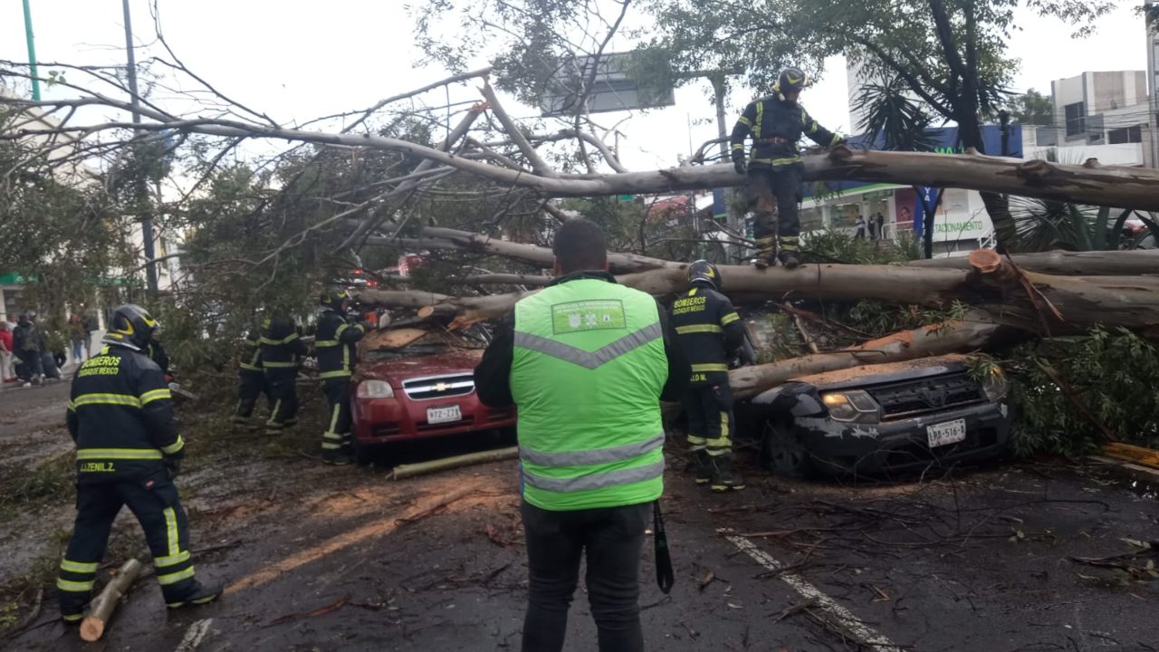 Durante la tarde de este sábado 24 de agosto se registró la caída de un árbol de 25 metros de longitud en la alcaldía Coyoacán.