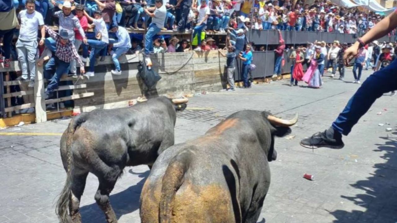 La iniciativa busca la prohibición de espectáculos públicos, privados e itinerantes con animales, específicamente corridas de toros, novilladas, becerradas, entre otras