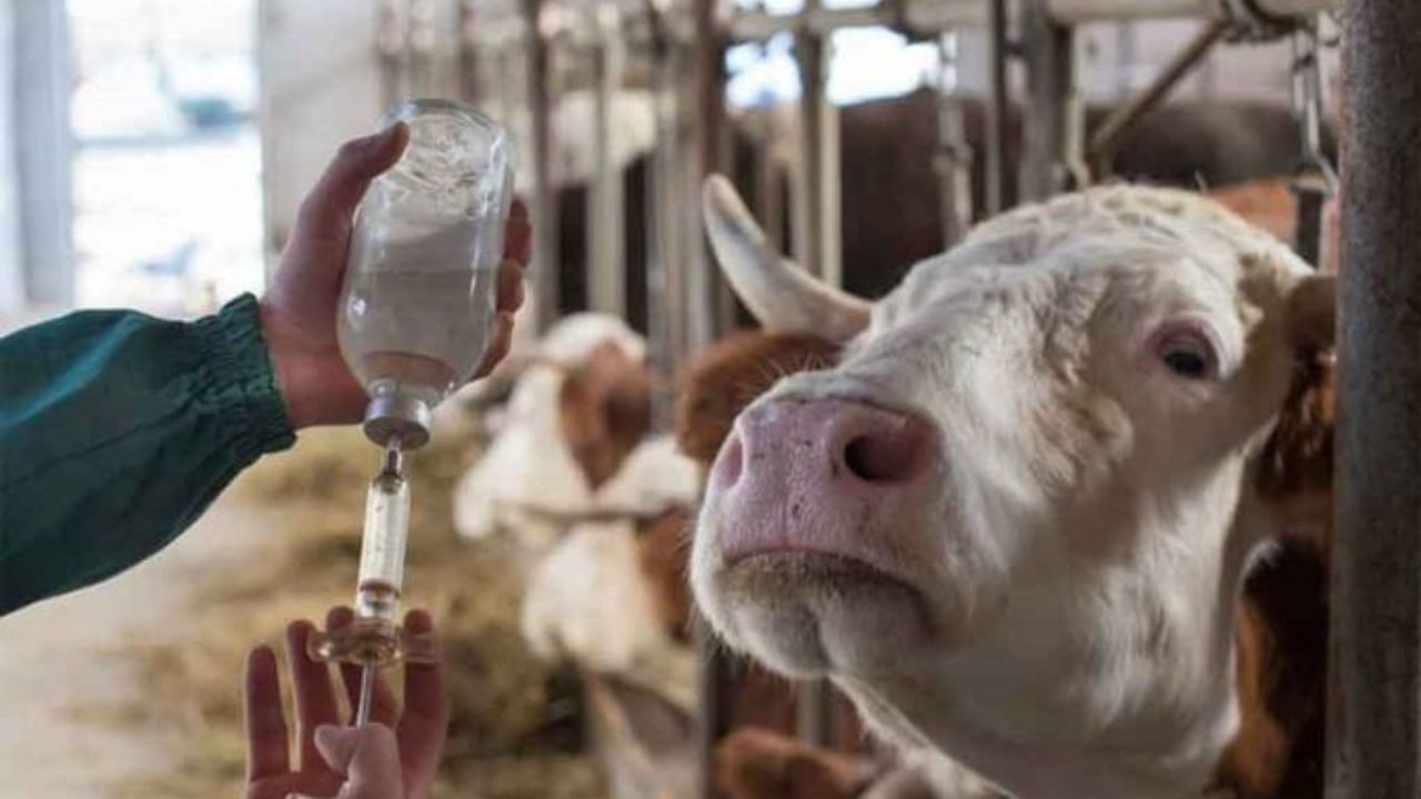 Activan campaña de difusión sobre gusano barrenador en México