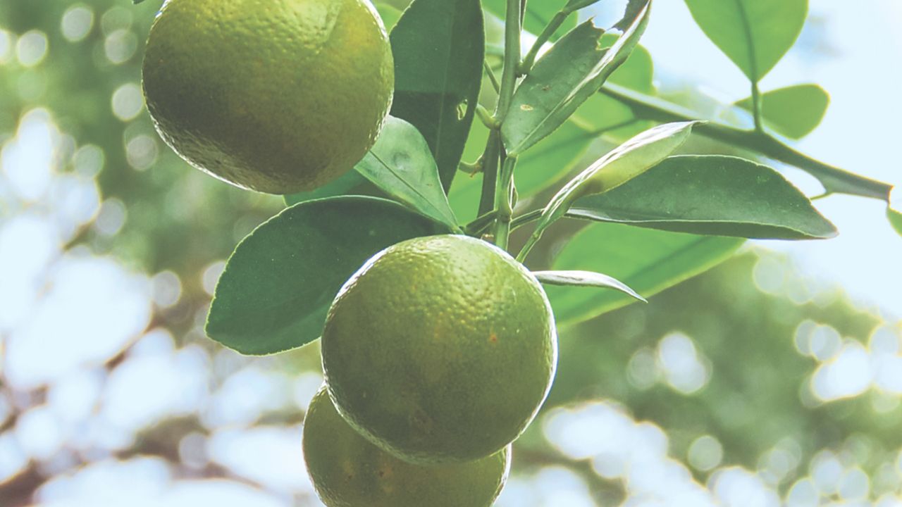 A un mes del paro de actividades en los campos limoneros en varios municipios de Mihoacán (17 de agosto) como Buenavista y Apatzingán, los cortadores del fruto volvieron a detener la producción