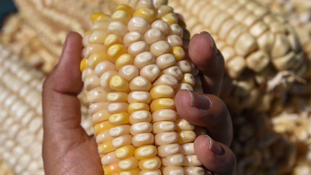 Nuestro país sólo alcanza a producir un 44% de los alimentos que consume en el rubro de granos y oleaginosas, registró el Grupo Consultor de Mercados Agrícolas