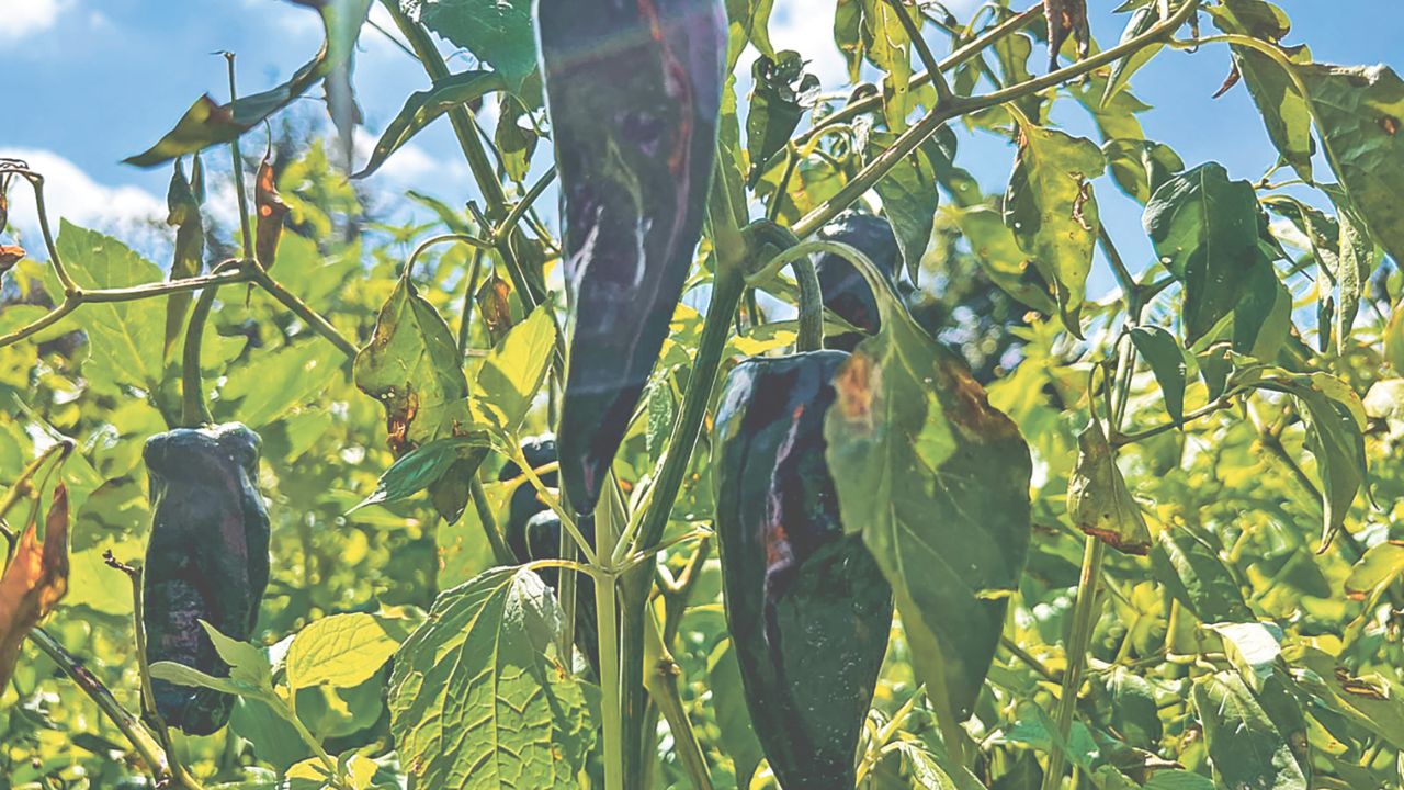 Un recorrido por Calpan, Puebla, mostró cómo el sabor y la tradición en la mesa de otros es la vida de los productores del campo.