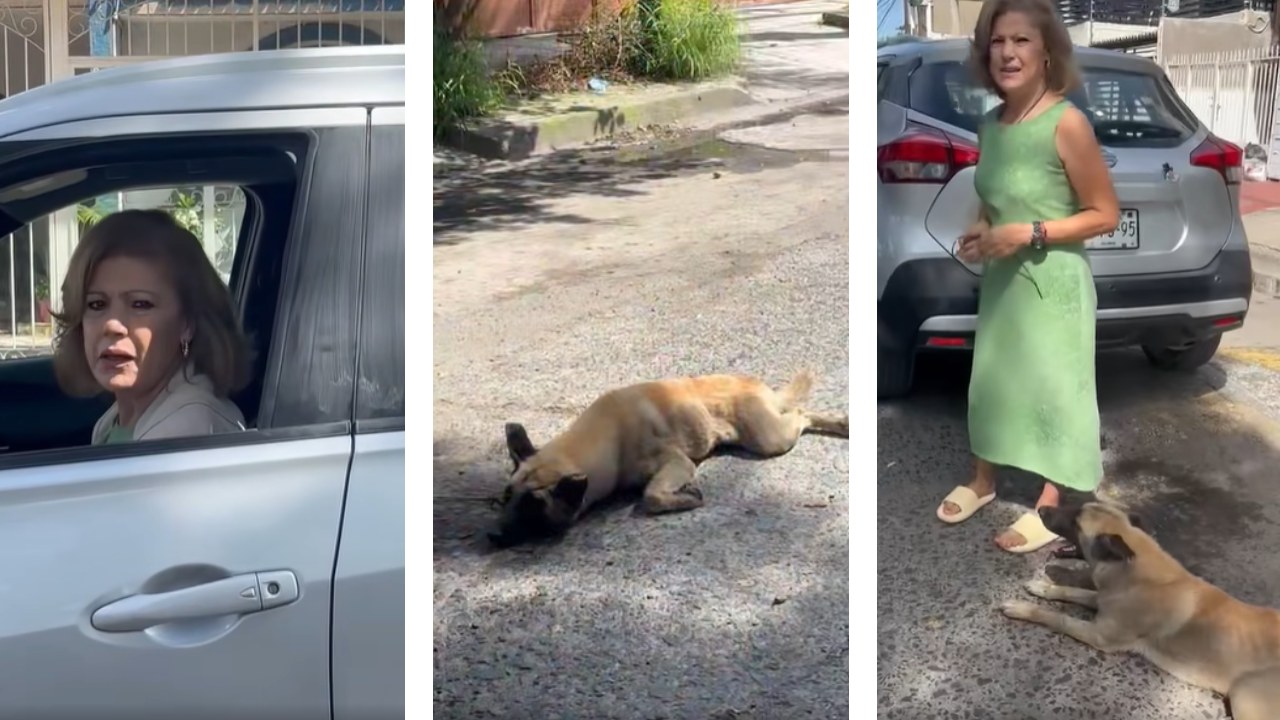 El perrito que fue arrastrado por una conductora en su camioneta, es atendido en Salud Animal de Tlaquepaque, informó el gobierno municipal.