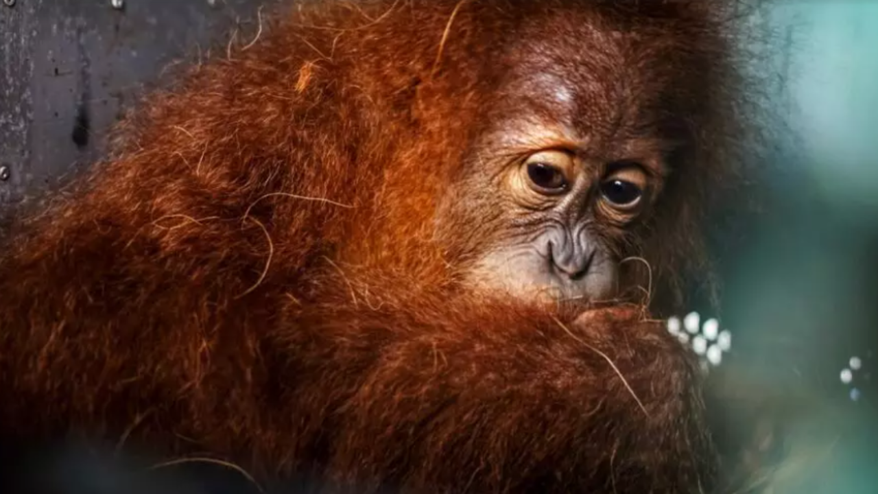 Biomasa amenaza hábitats de especies en peligro de extinción en Indonesia