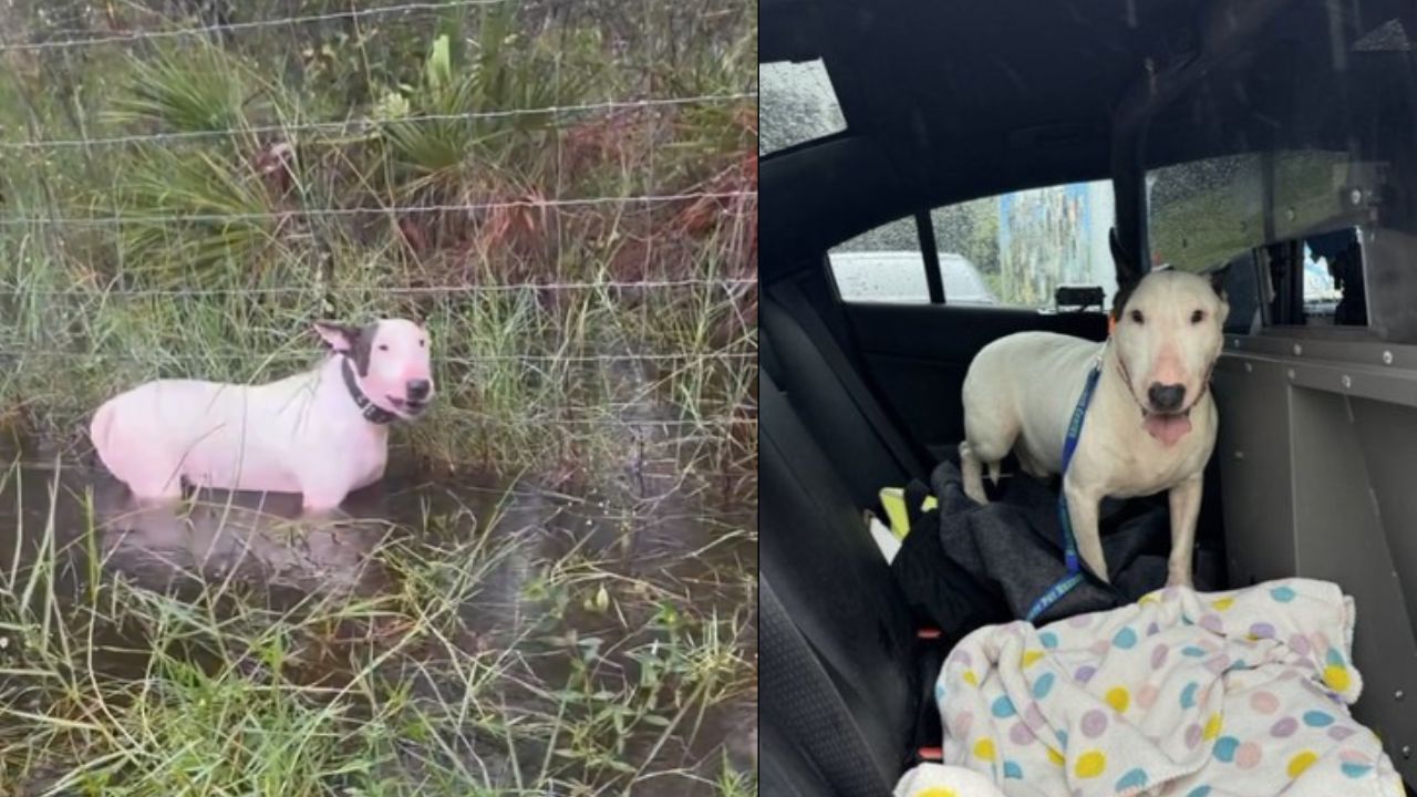 Trascendió que el lomito rescatado por la Policía de Florida antes de la llegada del huracán Milton, habría sido bautizado como Trooper