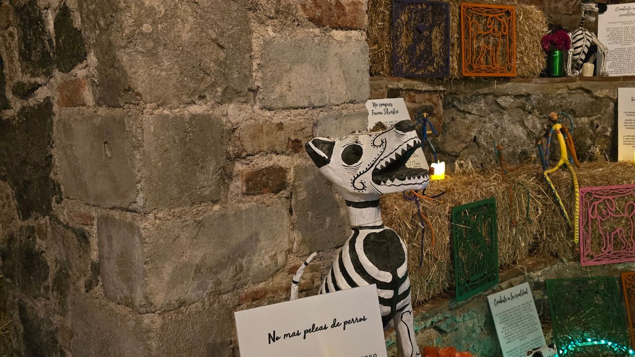 La tradición del Día de Muertos no es estática y además de honrar a los seres humanos queridos que han fallecido, ahora incluye a los animales que han acompañado con sus vidas a la sociedad