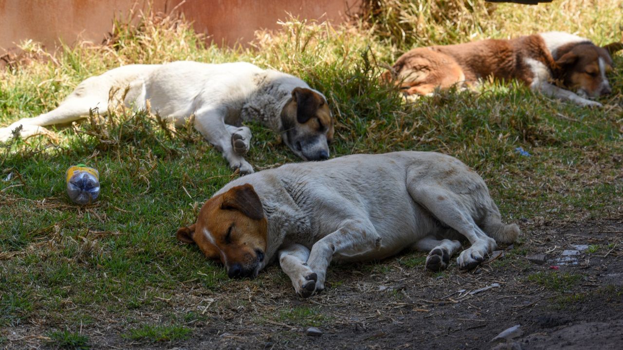 PELIGRO. Las mordeduras de perros crecieron entre 2022 y 2023, al pasar de 2 mil 527 casos a 3 mil 529 en el período de enero a septiembre.