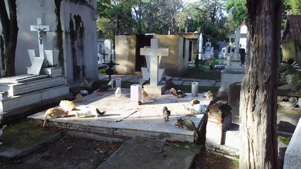 AYUDA. Los felinos son alimentados por visitantes y la administración del cementerio