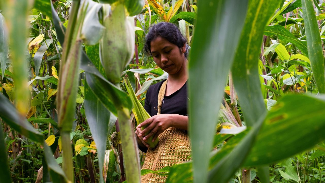 Seguros Banorte anunció el lanzamiento de seguros agrícolas para dar certidumbre a los productores del campo por riesgos climáticos, biológicos y “no nacencia”.