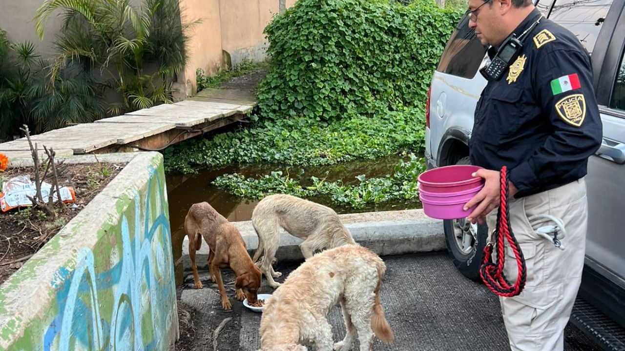 Servicio. Además de brindarles alimento y agua, los peludos fueron revisados por veterinarios, quienes les brindaron de forma preventiva tratamientos contra infecciones.