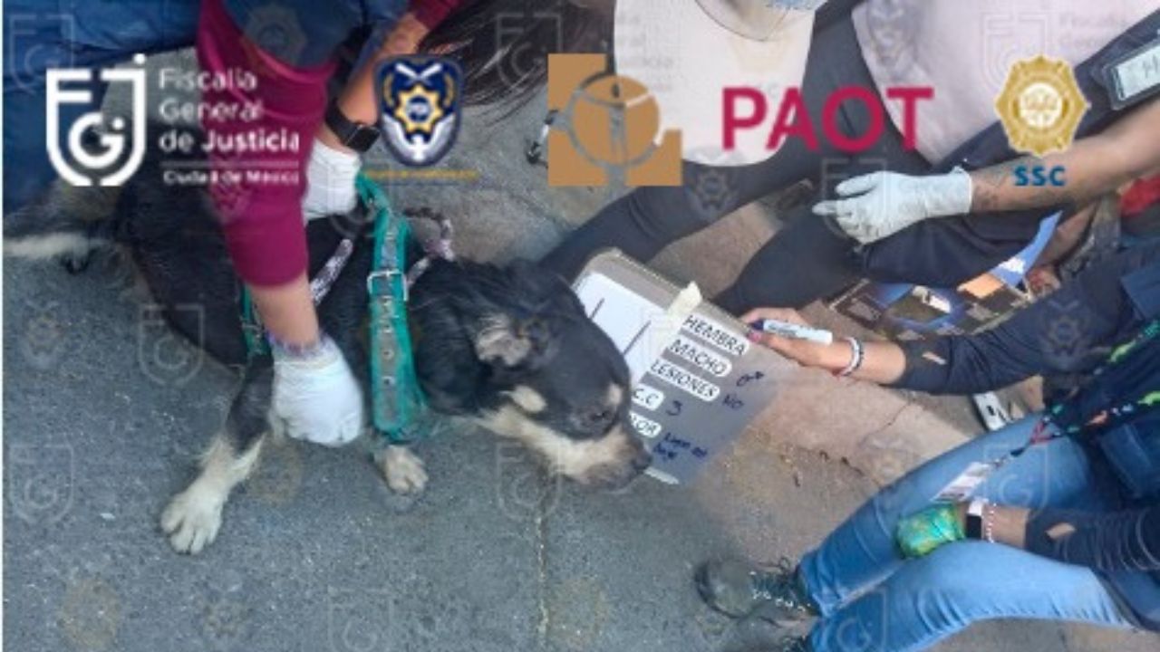 La Fiscalía de CDMX informó que se han llevado a cabo 19 cateos en los que se han rescatado a 179 animales que se encuentran sanos y salvos.