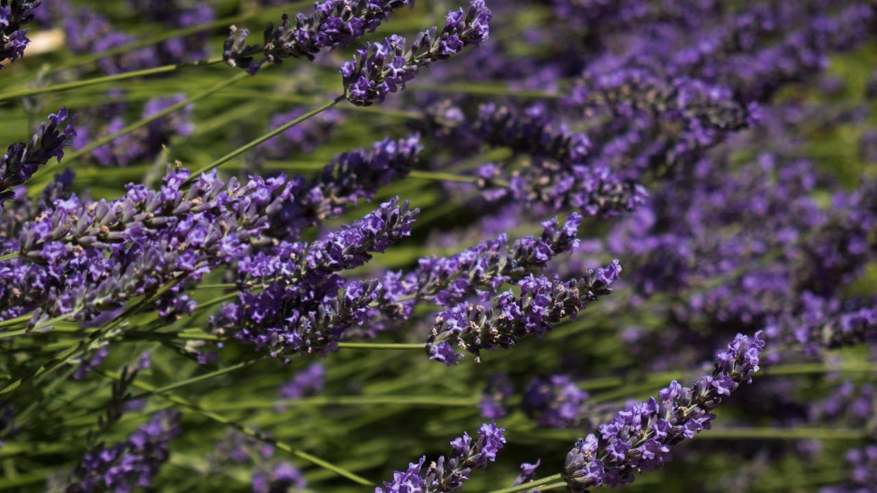 La lavanda tiene propiedades medicinales que contribuyen a beneficios para la salud.