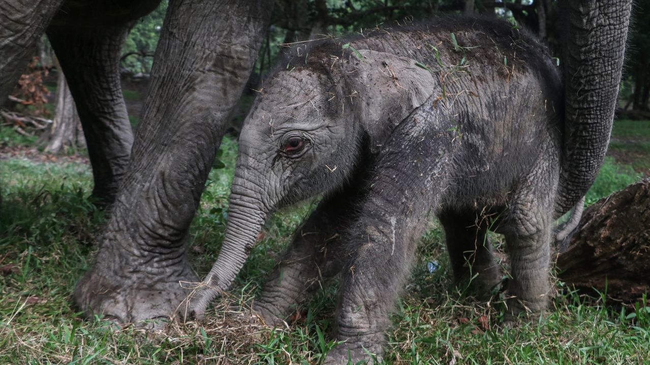 Elefante de Sumatra