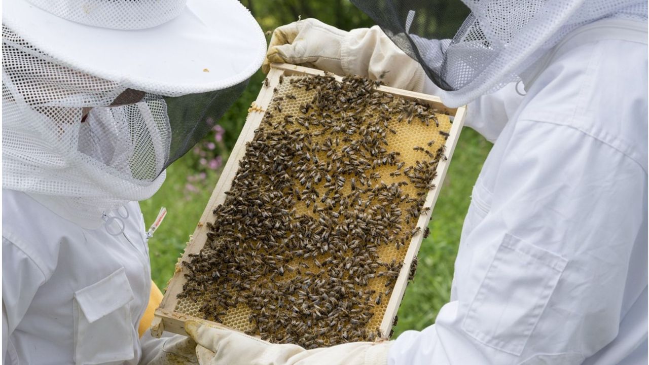 DEFENSA. Buscan reconocer a las abejas como elementos imprescindibles en la conservación de los ecosistemas; requieren frenar los plaguicidas y la deforestación. 