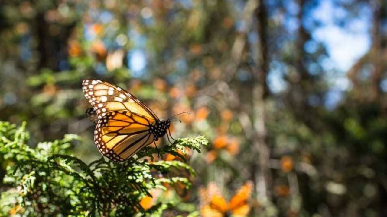 Las mariposas monarcas son polinizadoras muy importantes para las flores que visitan en todos los ecosistemas a lo largo de su ruta migratoria de Canadá a México.