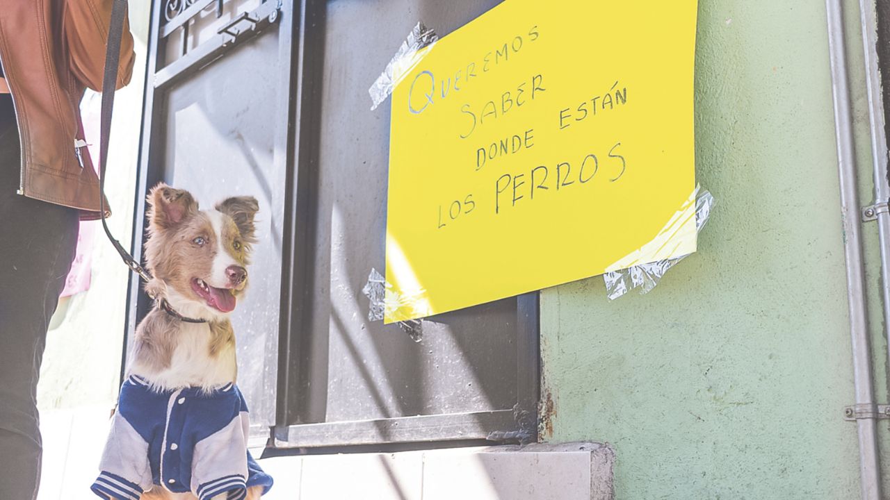 Incertidumbre. Damián dijo que a diario él saca a pasear dos veces por día a los perros y limpia sus estancias; está preocupado por el futuro de los lomitos.